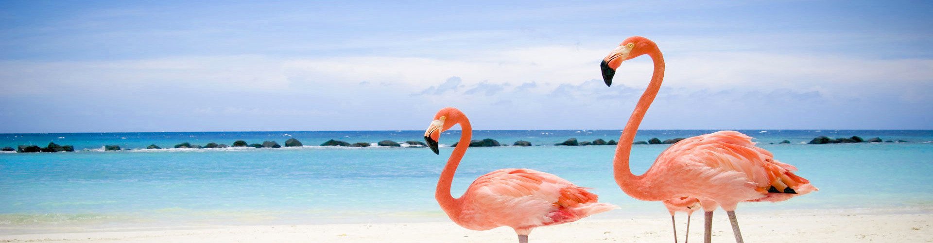 Фламинго на одной ноге на берегу моря
